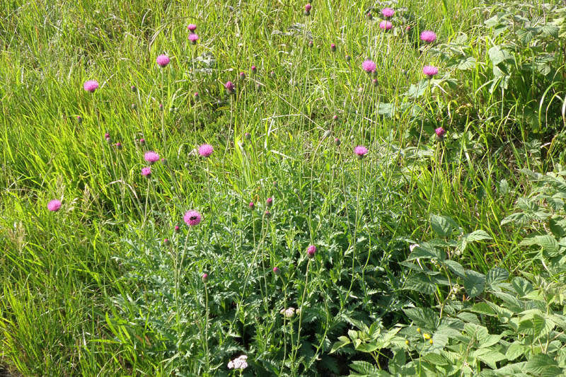 Piccolo enigma botanico ligure (Carduus defloratus L. s.l.)